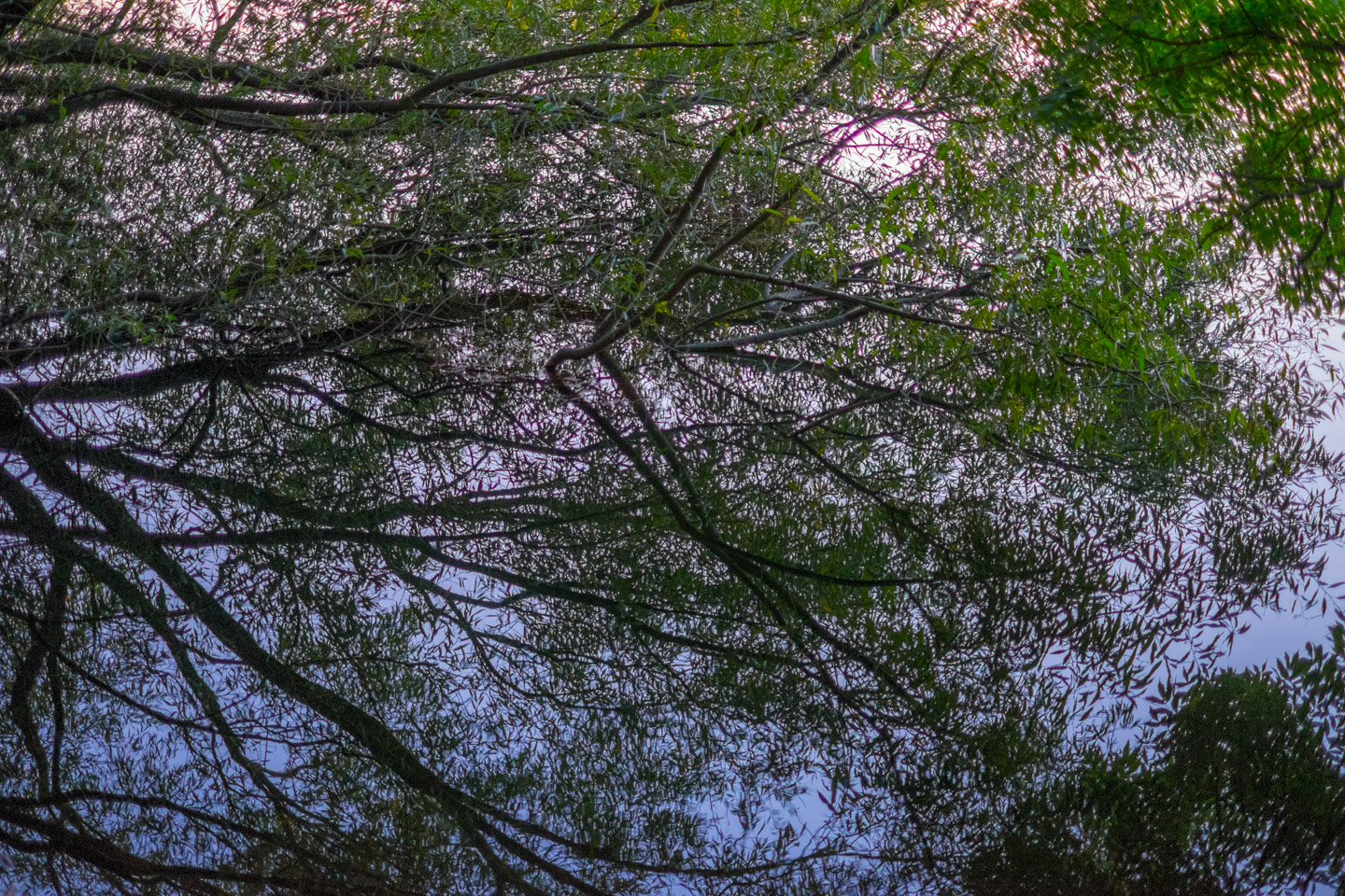 Leaves over Sankt Jørgens Sø