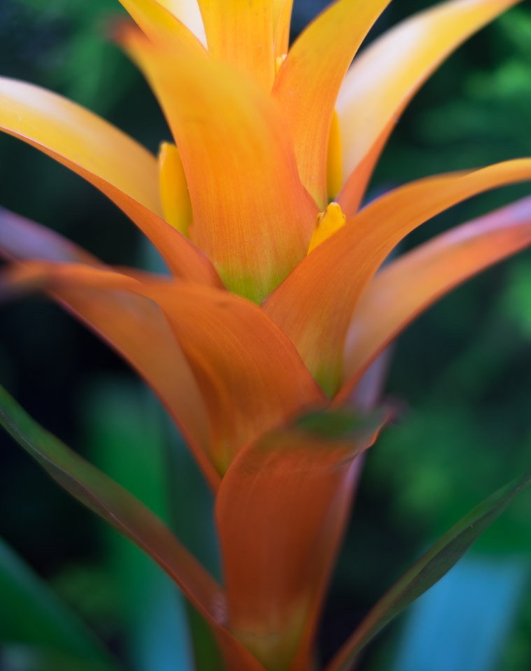 Flower in the Regina Floral Conservatory