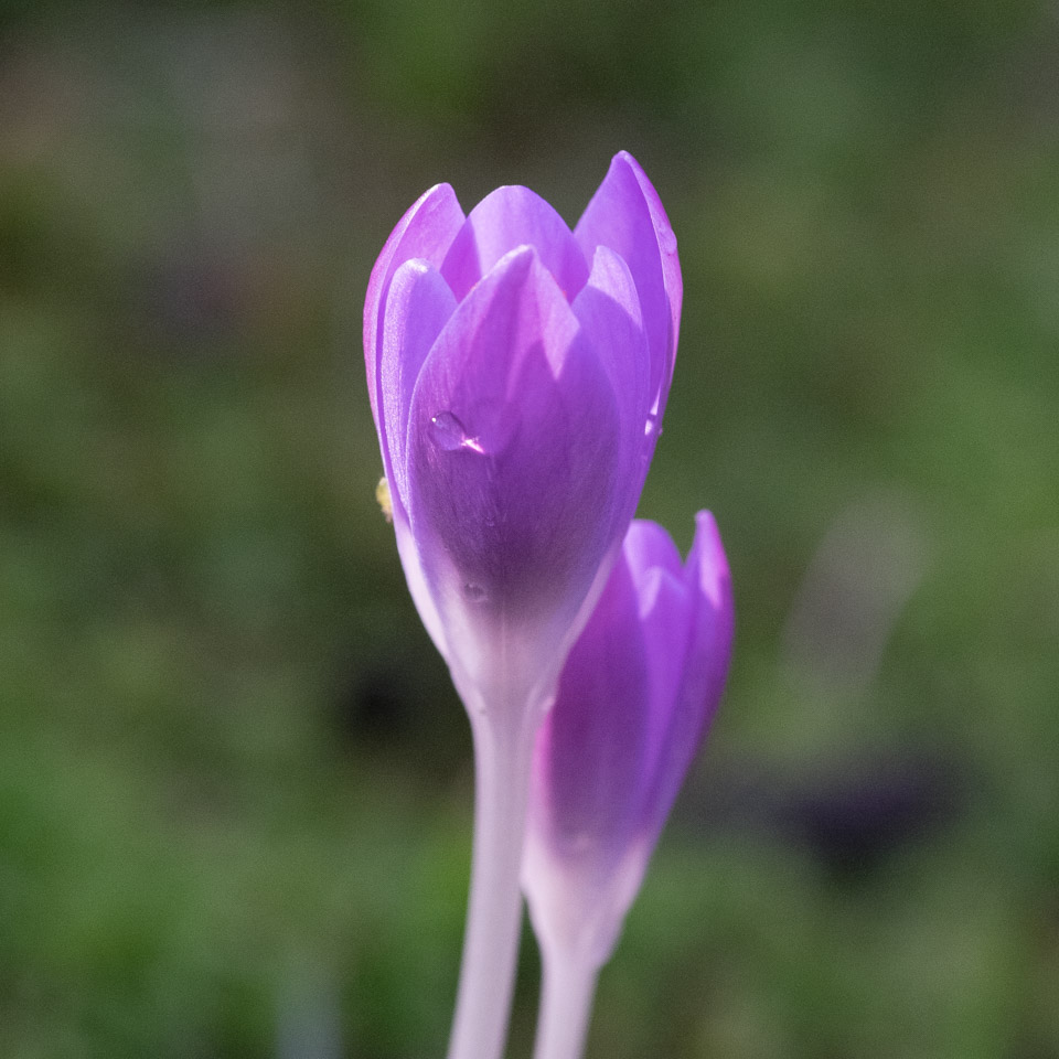 2015 Crocuses