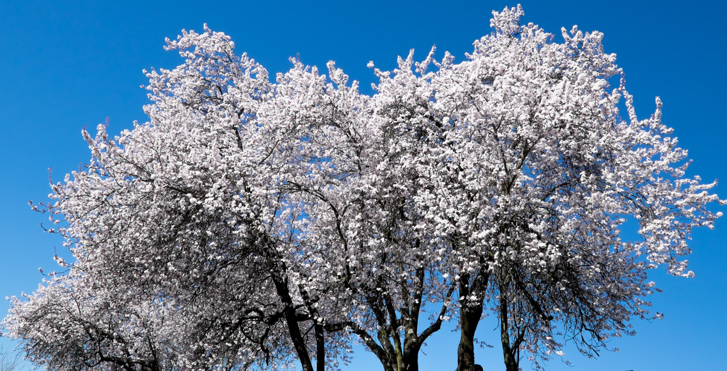 Blooming trees