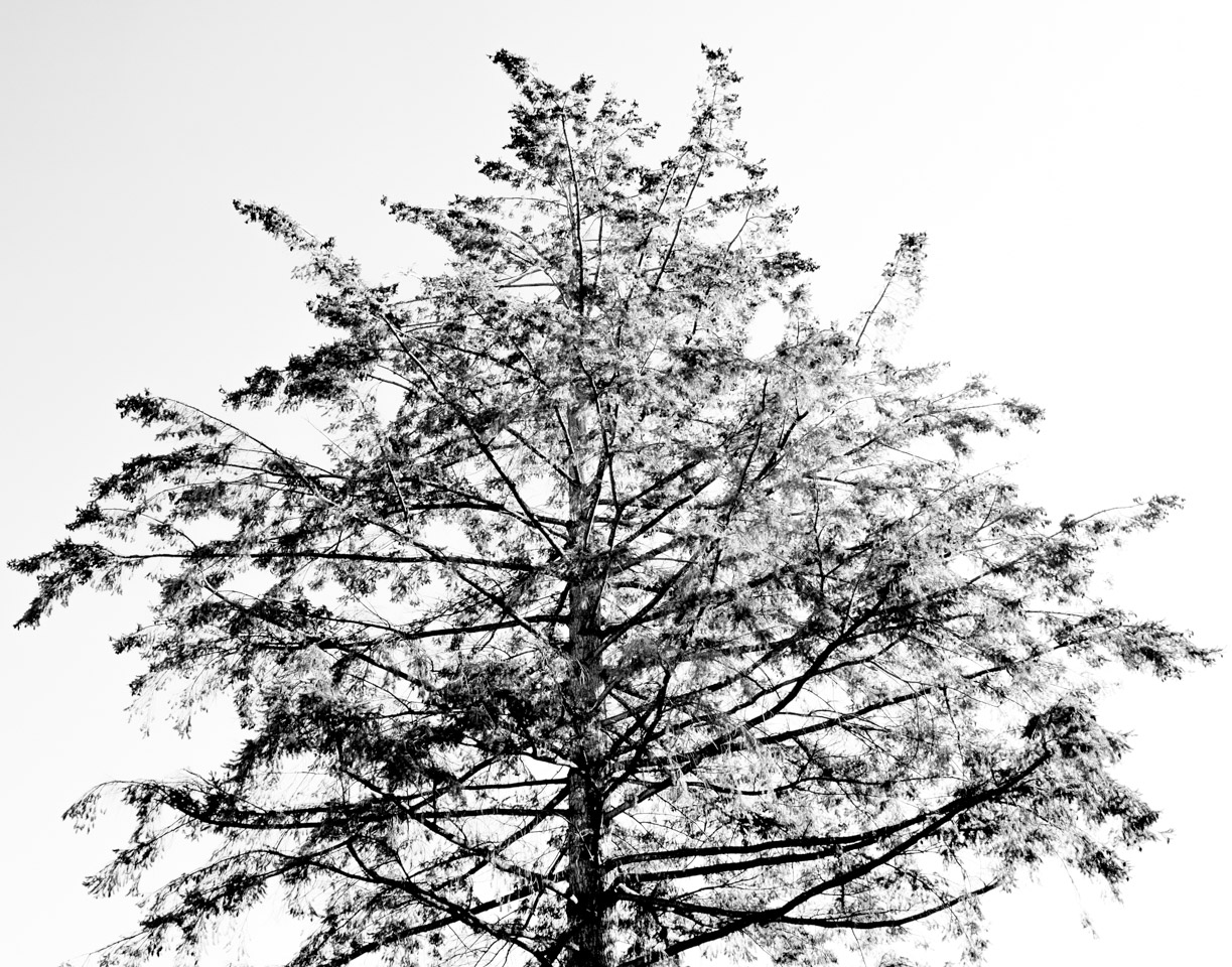 Bare February tree