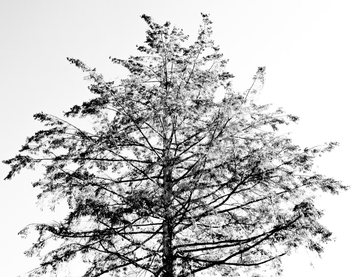 Bare February tree
