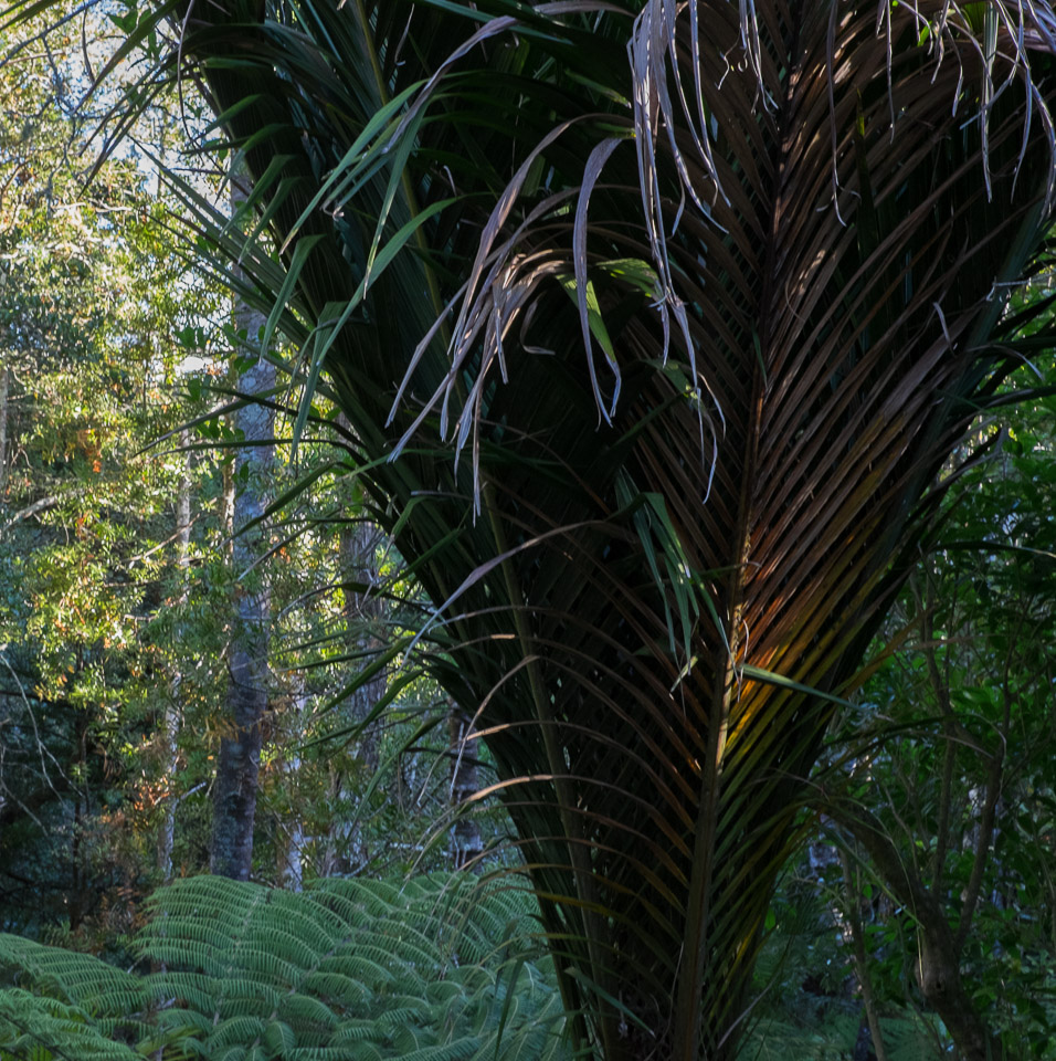 Auckland greenery