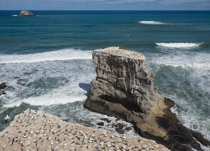 Gannet colony at Muriwai