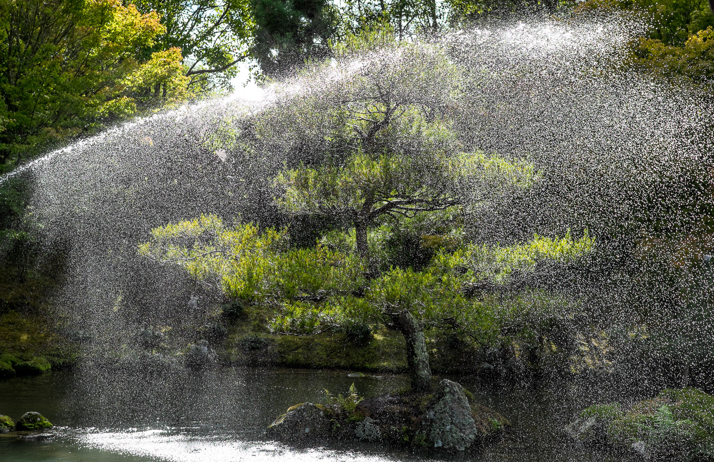 Watering a tree in the Japanese Garden of Contemplation