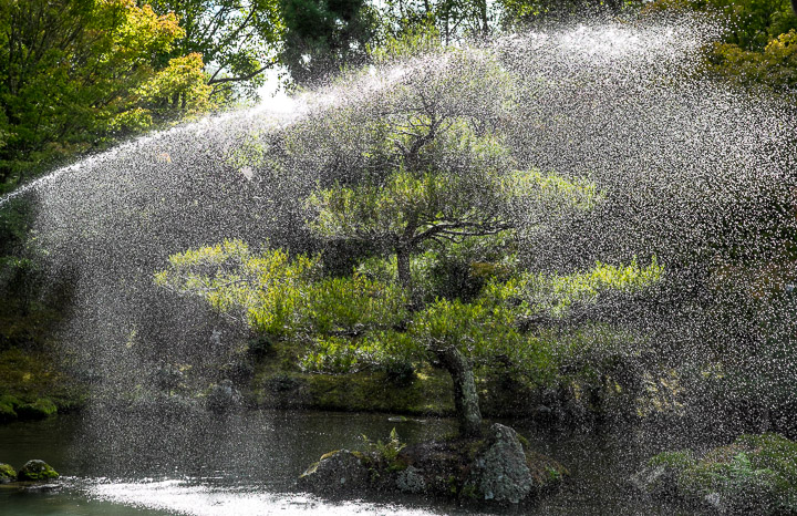 Watering a tree in the Japanese Garden of Contemplation