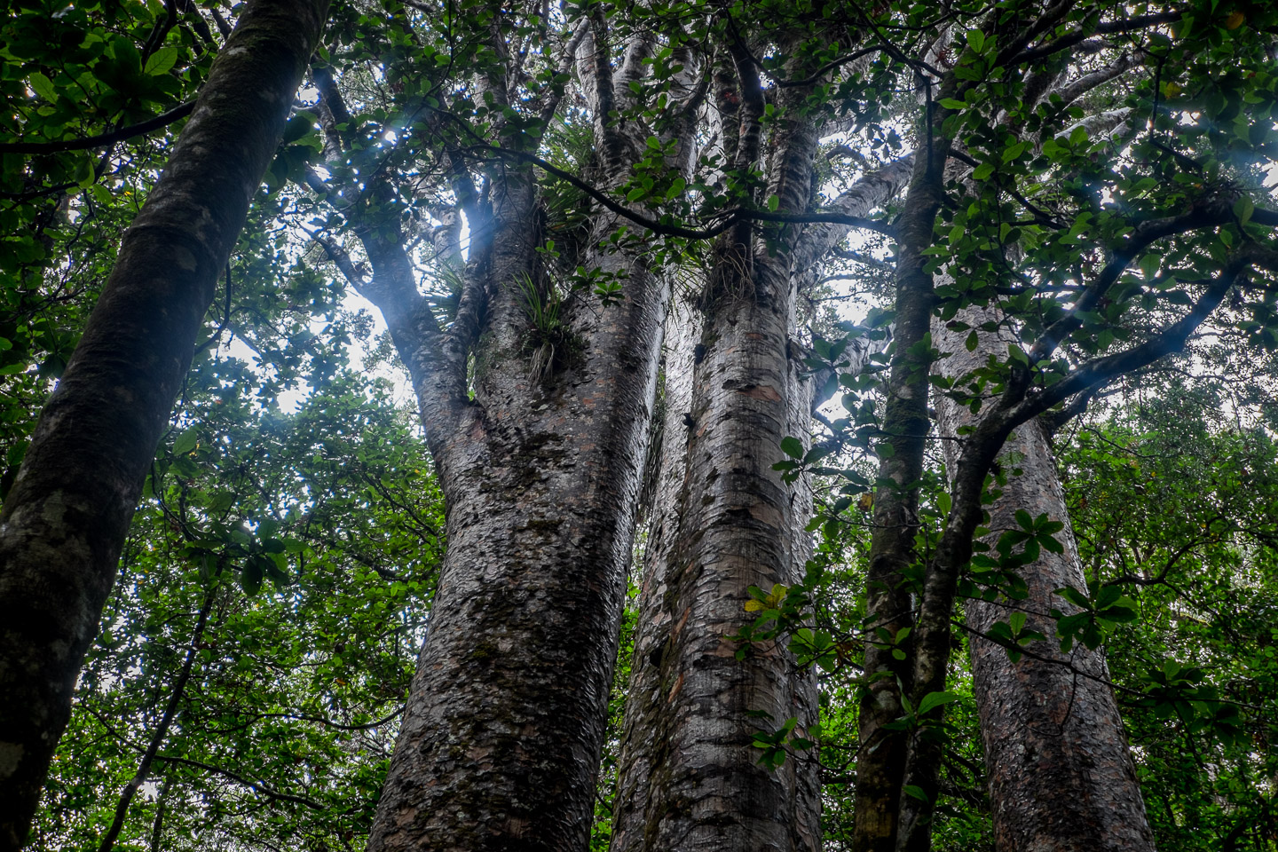 Looking up at the “Four Sisters” kauris