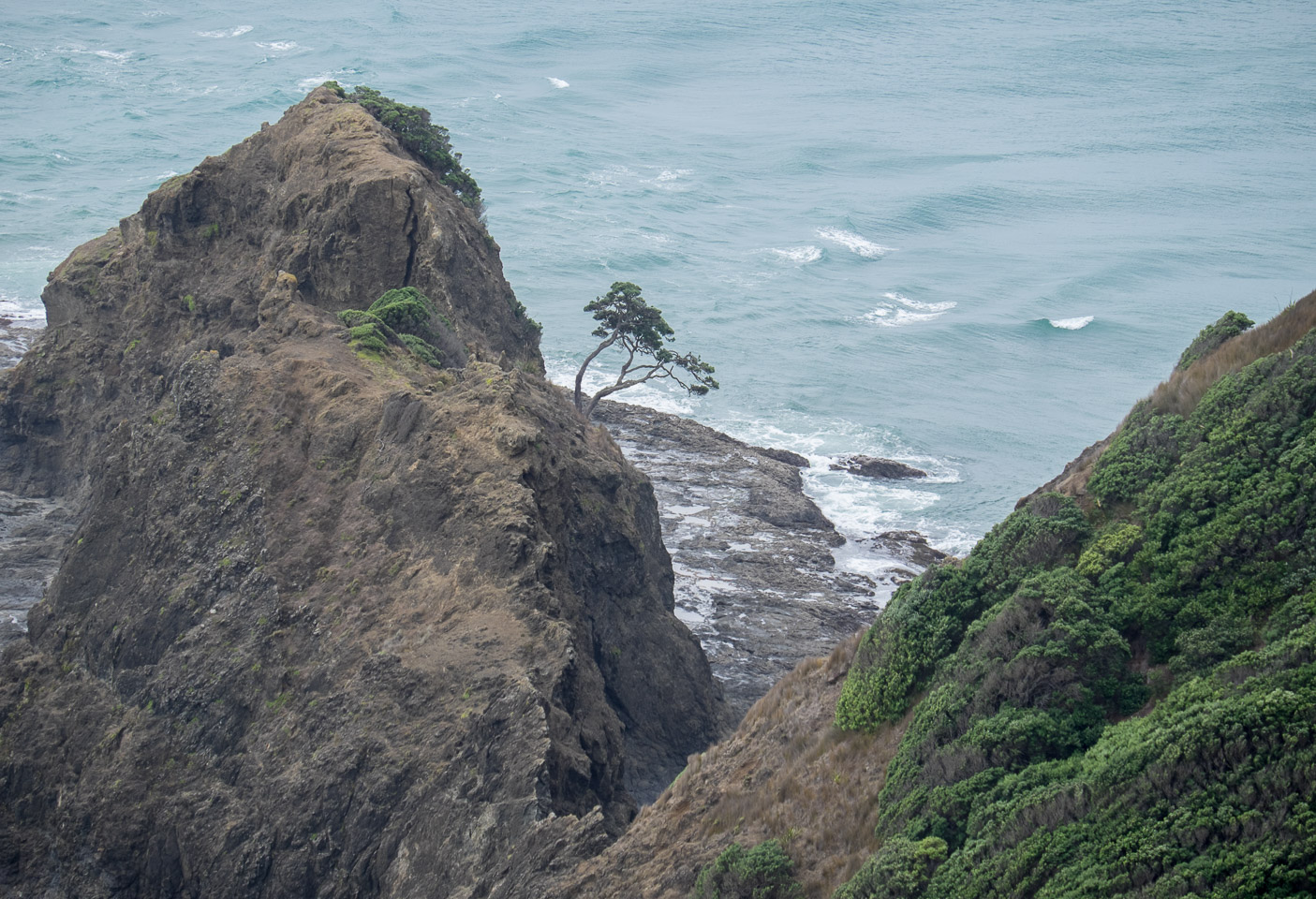 Famous pōhutukawa at Cape Reinga