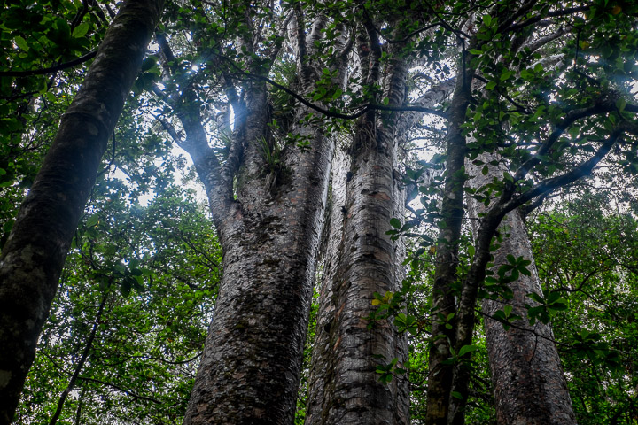 Looking up at the “Four Sisters” kauris