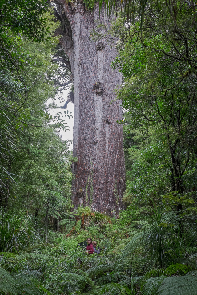 Tāne Mahuta