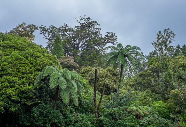 Tāne Mahuta in its forest context