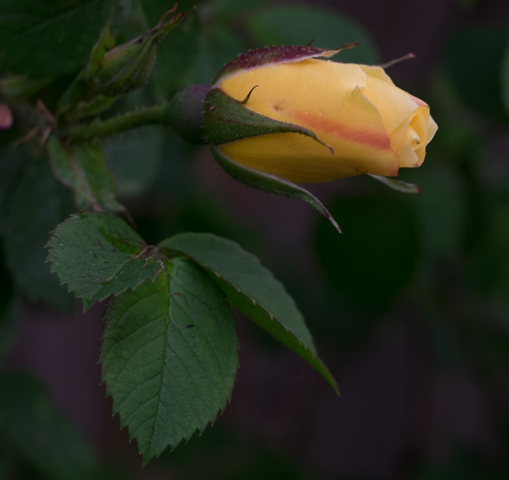 yellow rosebud