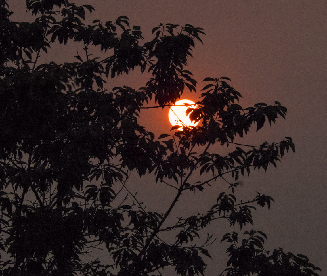 Smoke-reddened sun peeks through leaves