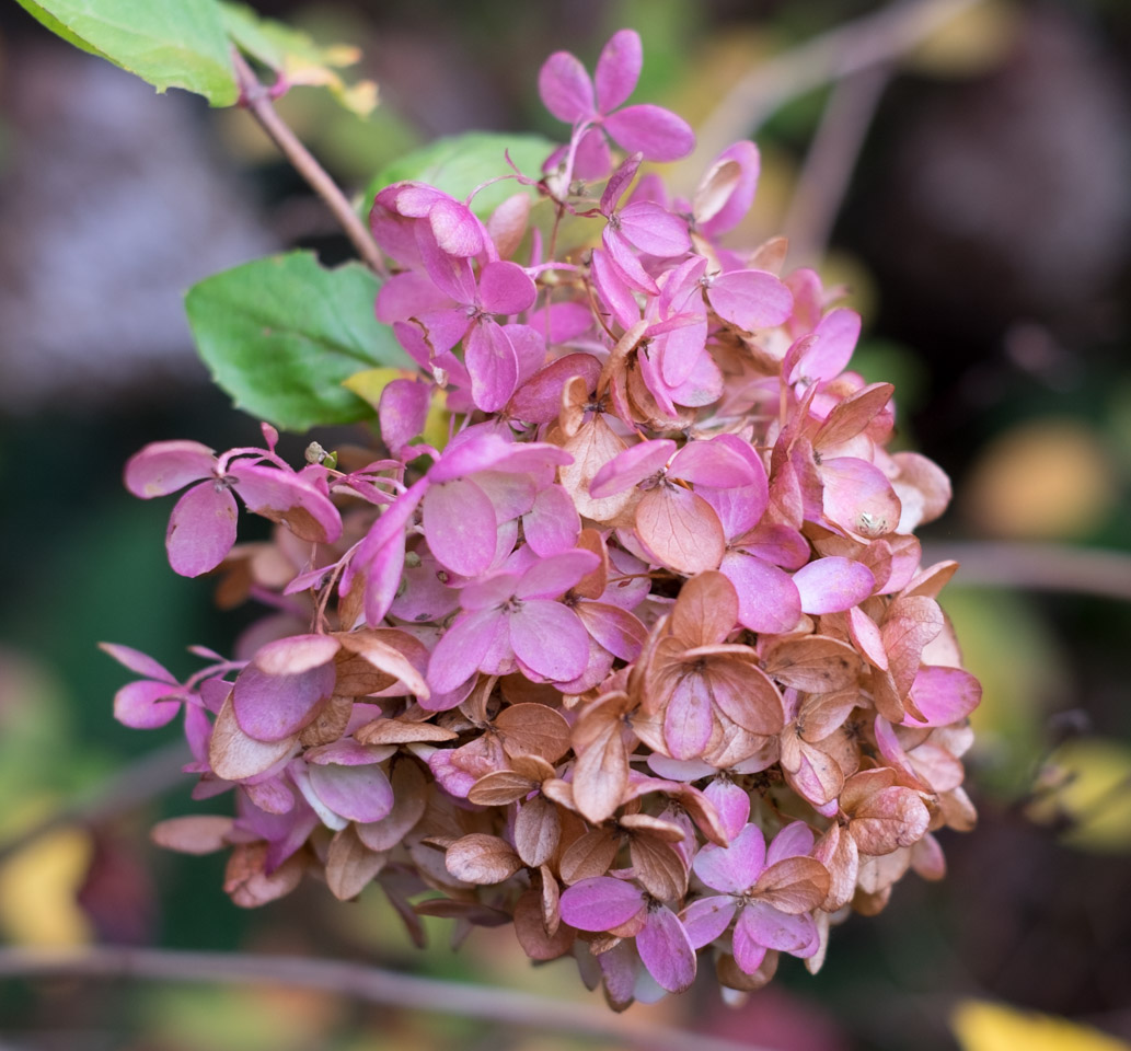 Fading hydrangea blossom