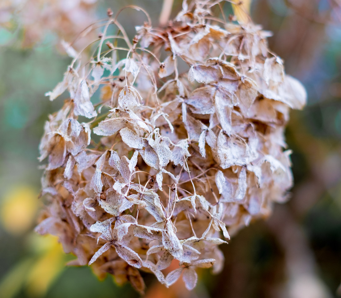 Fading hydrangea blossom