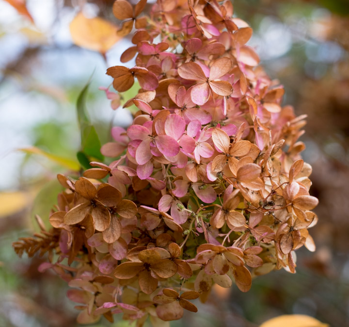 Fading hydrangea blossom