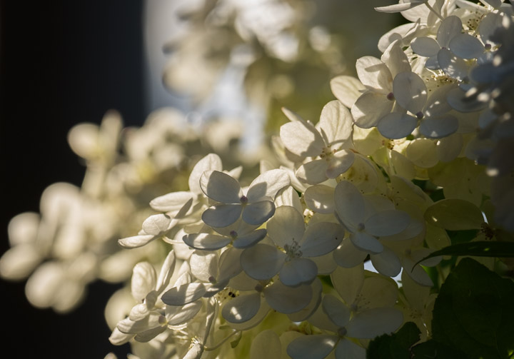 Backlit hydrangea blossoms