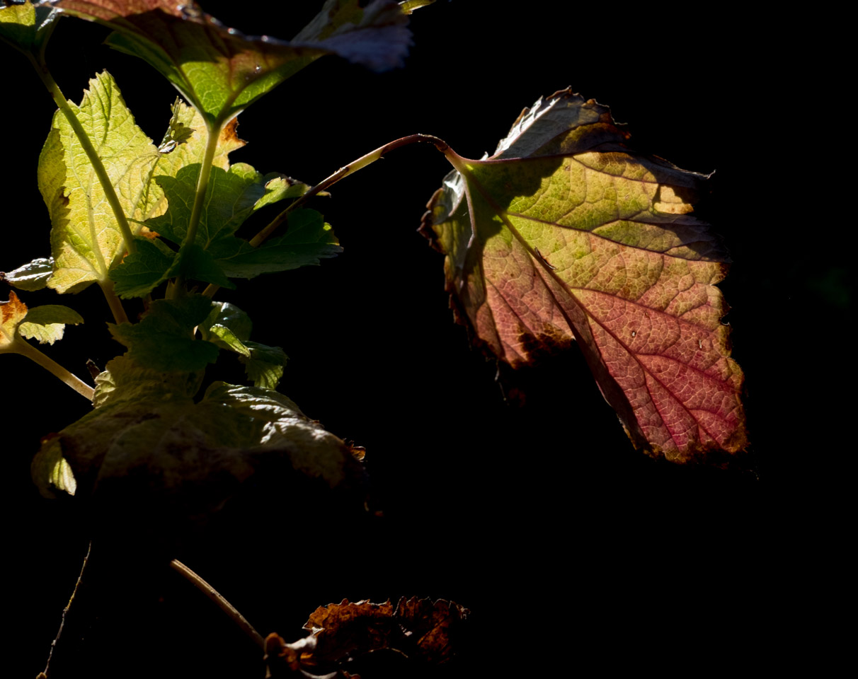 Life in those leaves