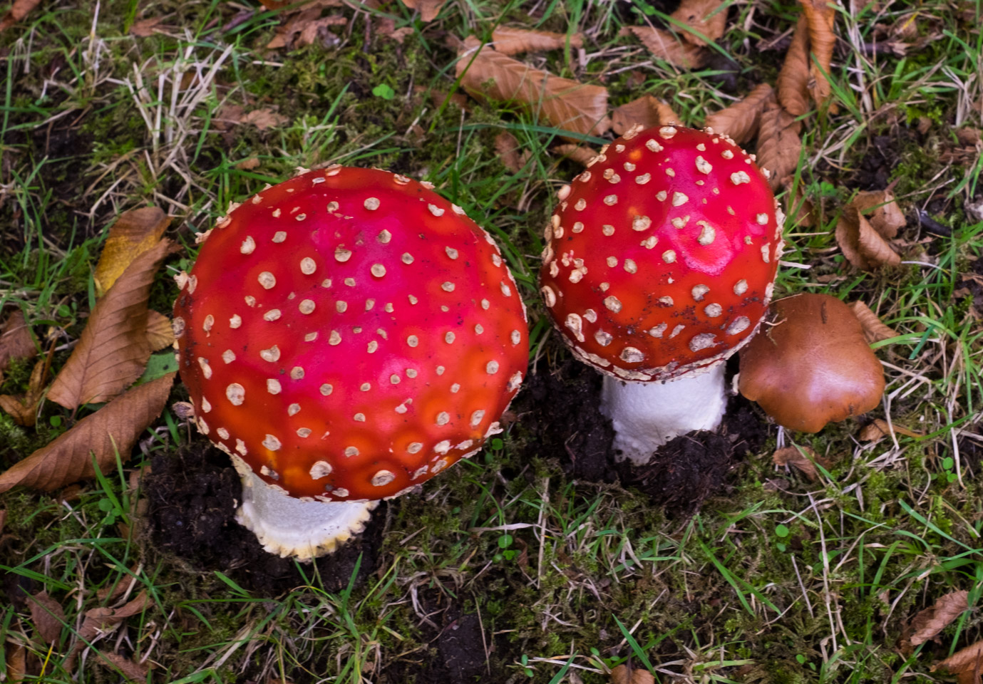 Silly mushrooms