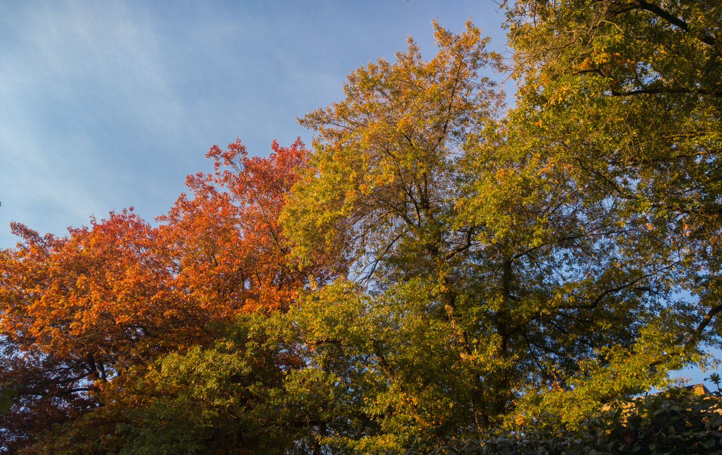 Autumn leaves