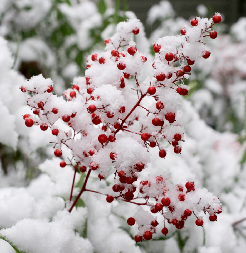Berries with heavy snow