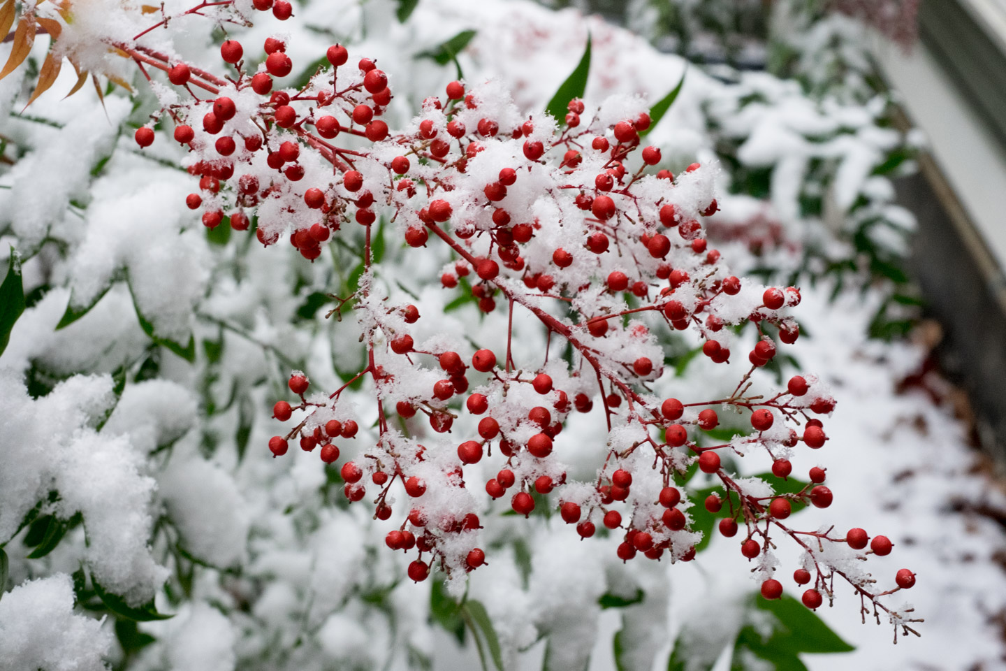 Berries with heavy snow