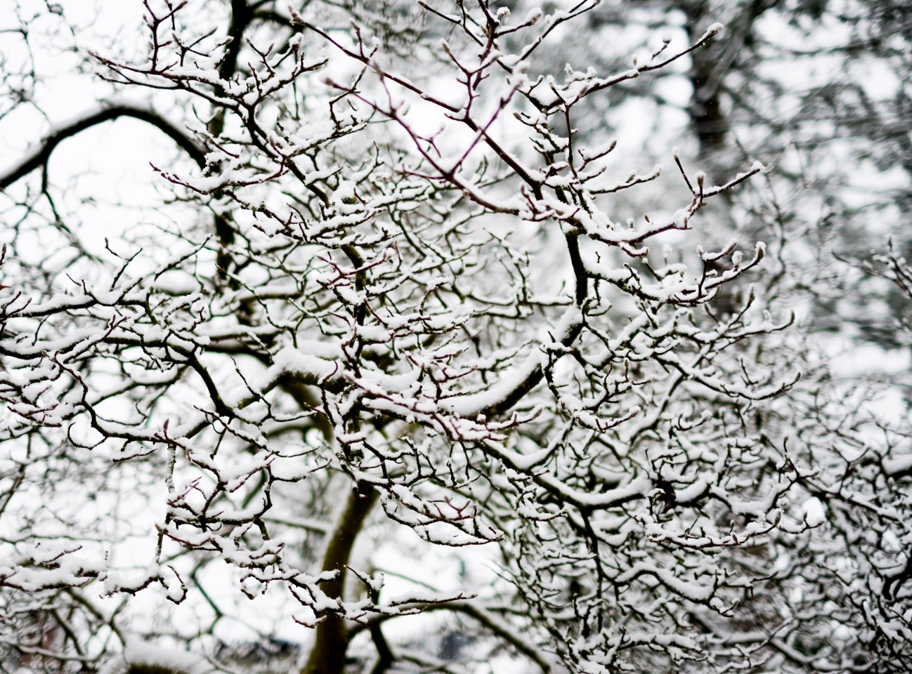 Snow-covered branches