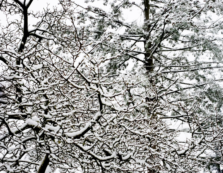 Snow-covered branches