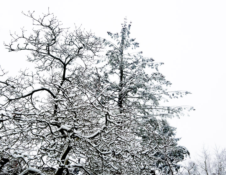 Snow-covered branches