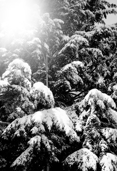 Snow-covered evergreen