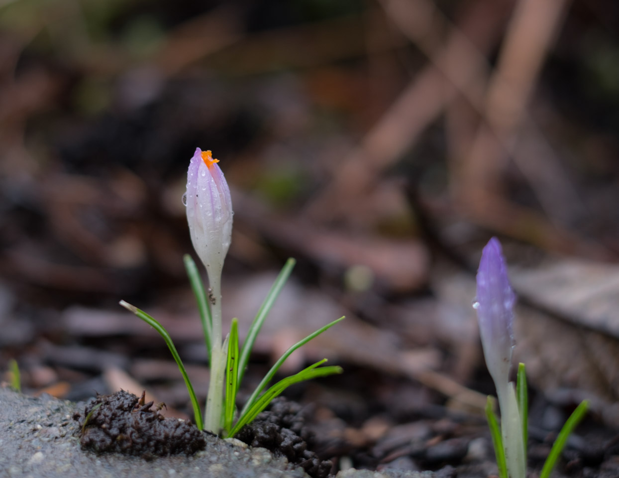 2017 Crocuses