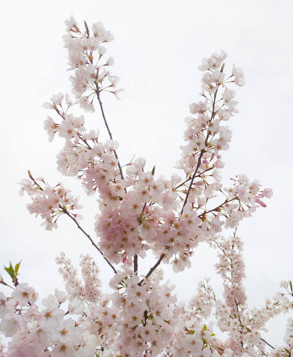 Spring blossoms