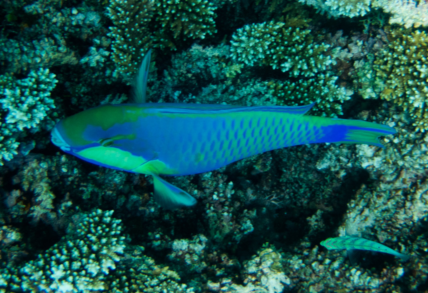 Agincourt Reef, Great Barrier Reef