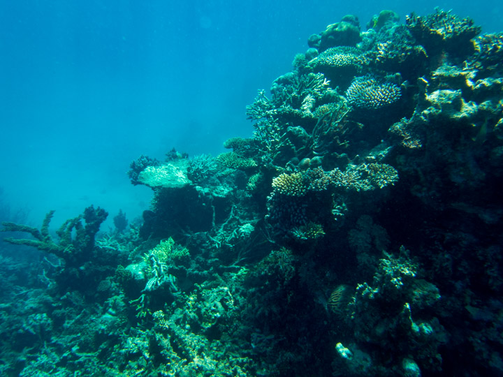 Agincourt Reef, Great Barrier Reef