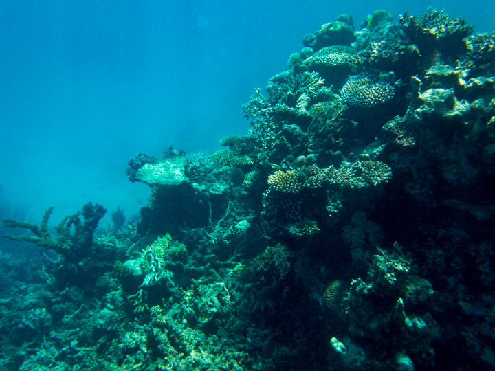 Agincourt Reef, Great Barrier Reef