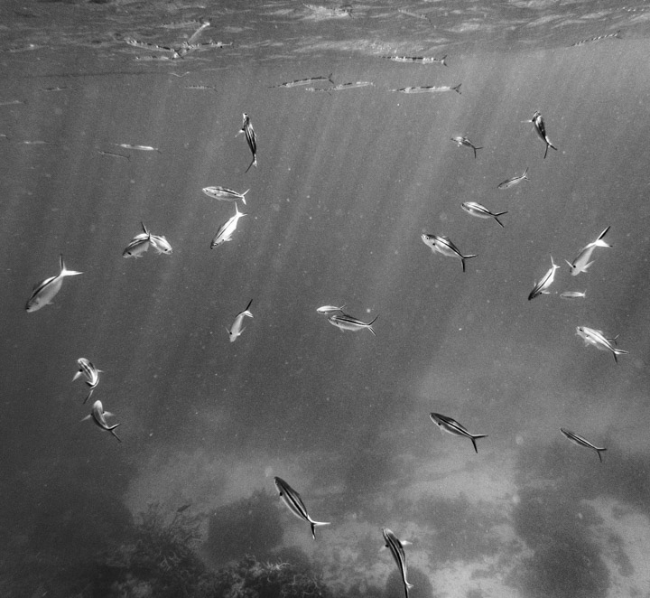 Agincourt Reef, Great Barrier Reef