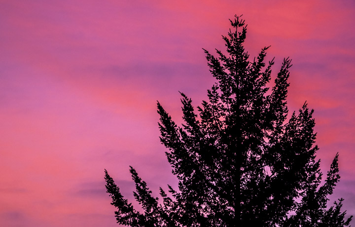Tree against pink sky
