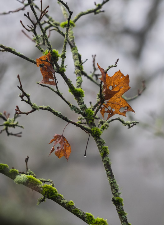 Dead leaf