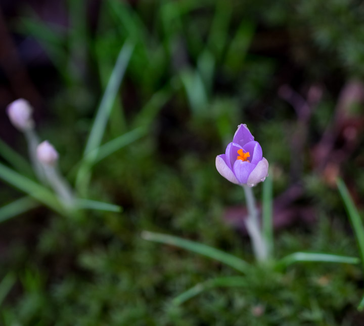 Crocus Crocus