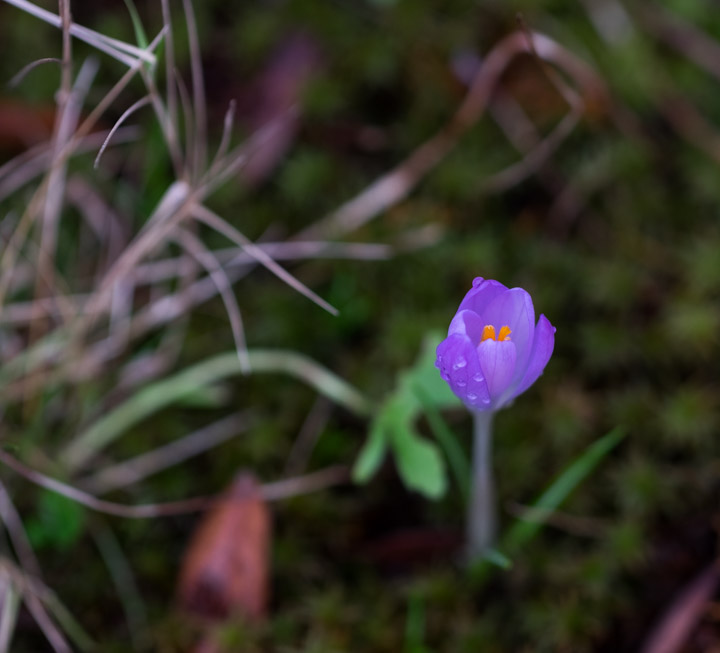 Crocus