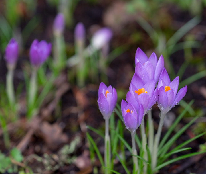 Crocuses