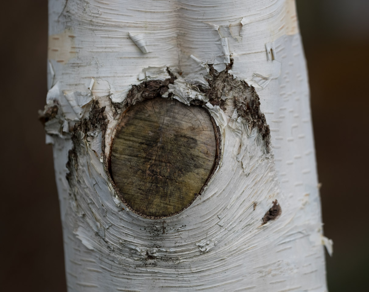 Amputated birch