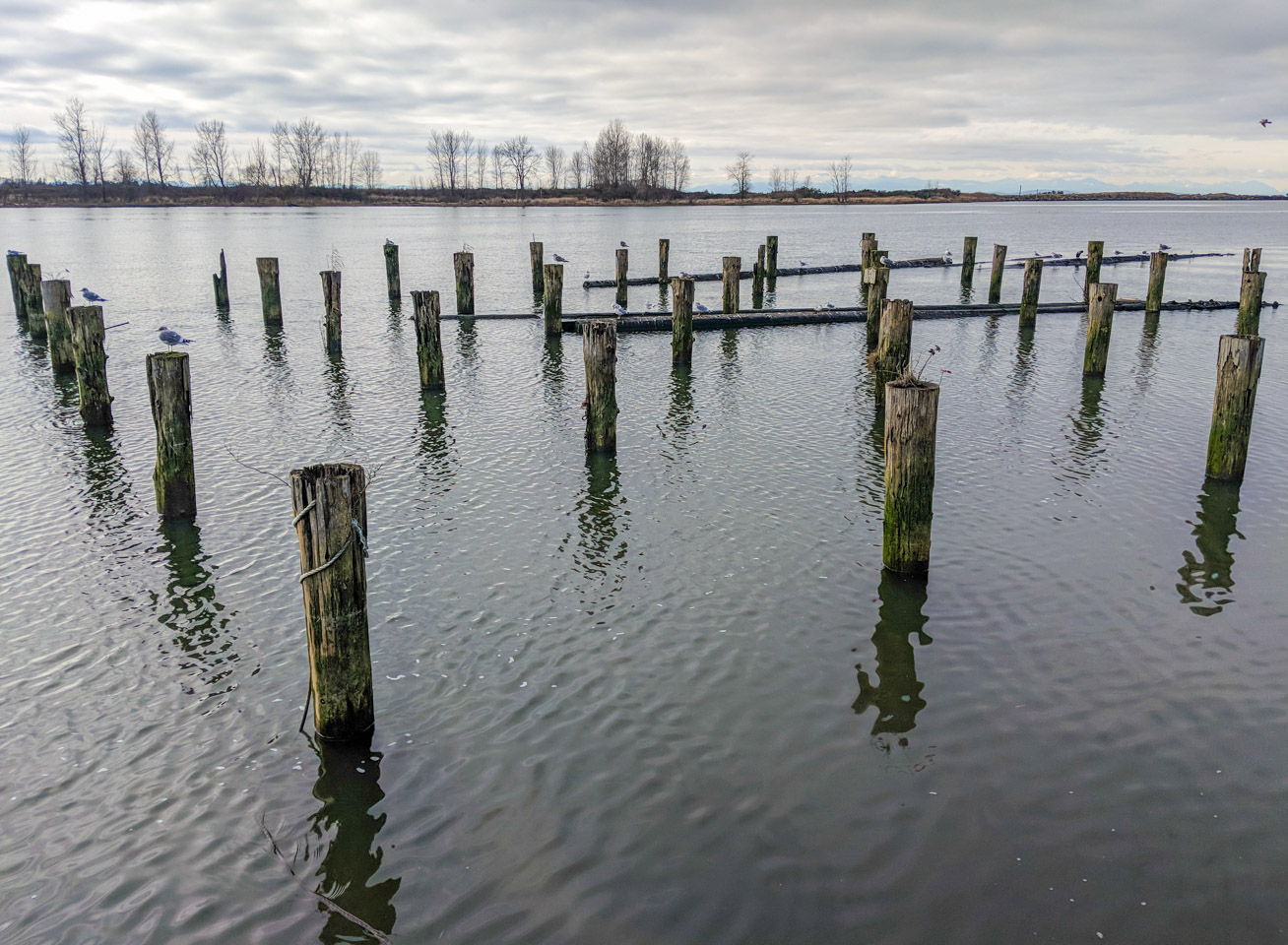 Old posts in the river