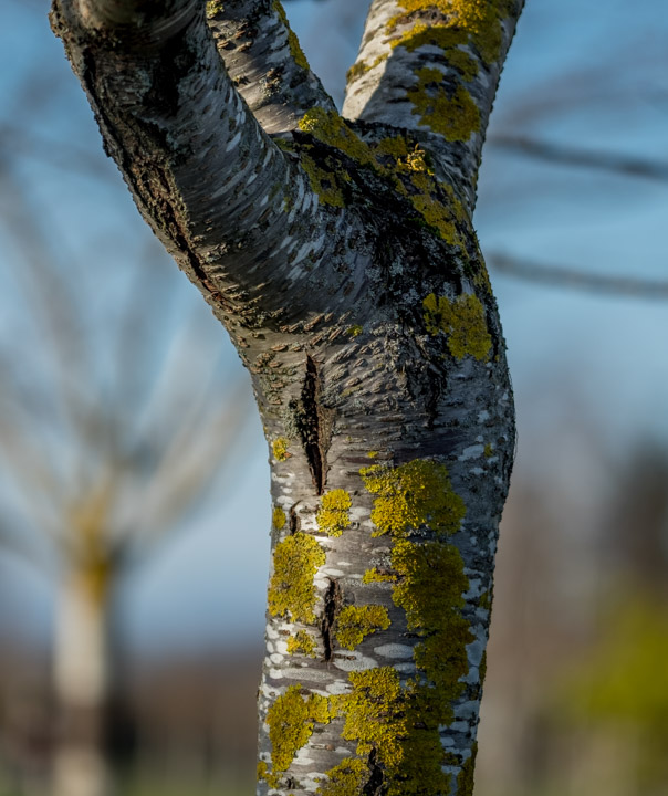 Sunlit winter tree