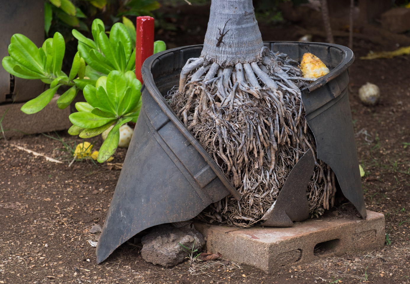 Exploding tree basket with lizard