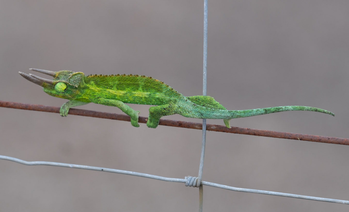 Horned Chameleon