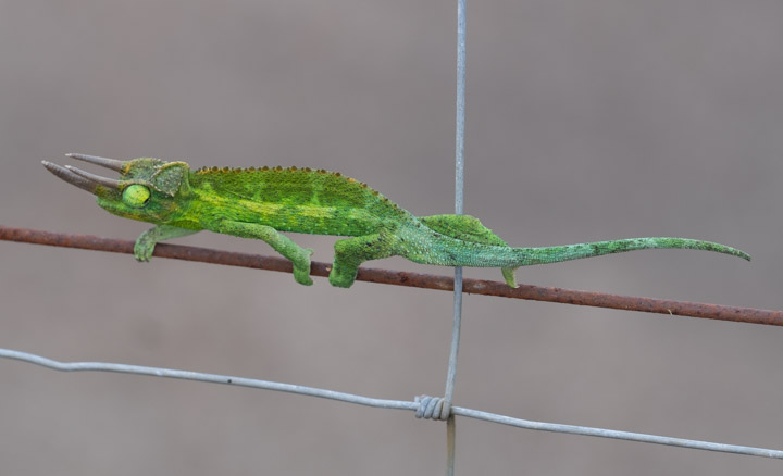 Horned Chameleon