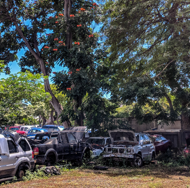 Busted cars and tropical vegetation on Maui