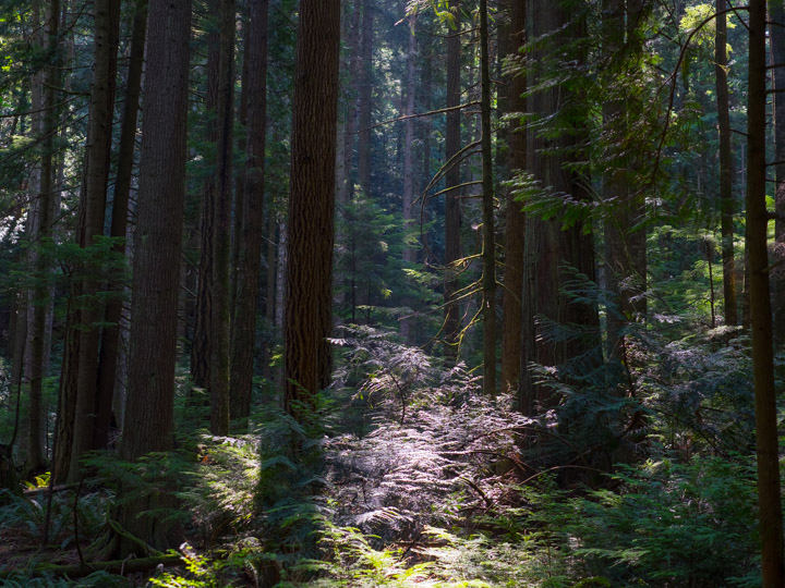Trees Trees