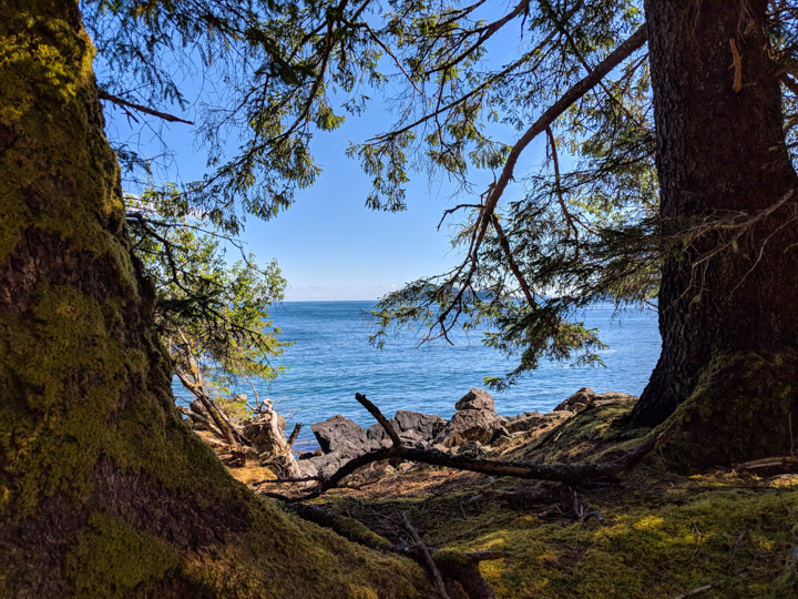 Trees and beach at Tanu